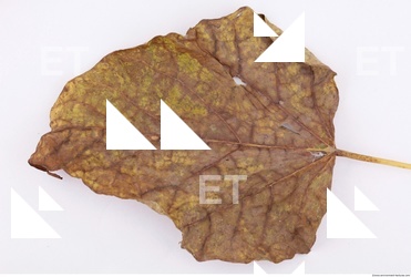 Leaves Dead Texture