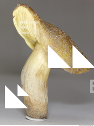 Photo Texture of Mushroom