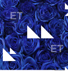 Photo Textures of Flowers