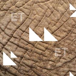 Photo Textures of Animals Skin