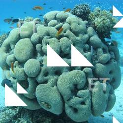 Photo Textures of Underwater World