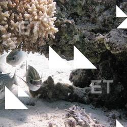 Photo Textures of Underwater World