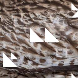 Photo Textures of Animal Skin