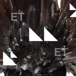 Photo Textures of Bird Feather