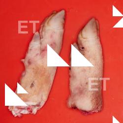 Photo Textures of Pig Leg 