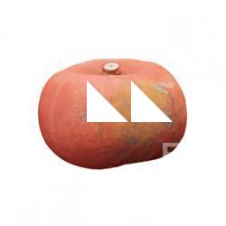 Pumpkin Hokaido Clean 3D Scan