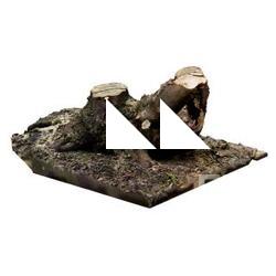 Stump Tree RAW 3D Scan