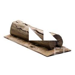 Stump Tree RAW 3D Scan #3