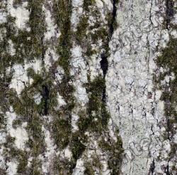 Seamless Tree Bark