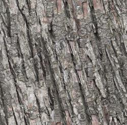 Seamless Tree Bark