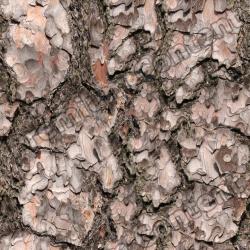 Seamless Tree Bark