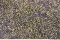 Photo texture of Grass Dead