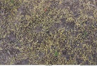 Photo texture of Grass Dead