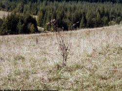 Photo Textures of Background Forest