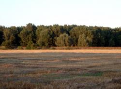 Photo Textures of Background Nature Summer