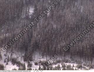 background forest winter