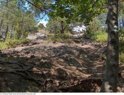 Photo Textures of Background Forest