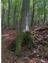 Photo Textures of Background Forest