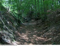 Photo Textures of Background Forest