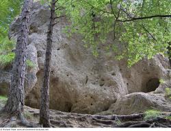 Photo Textures of Background Forest