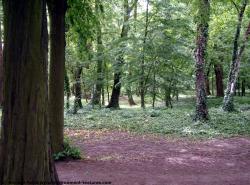 Photo Textures of Background Forest