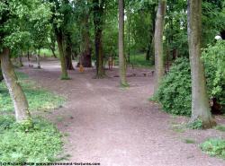 Photo Textures of Background Forest