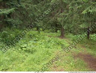 Photo Reference of Background Forest