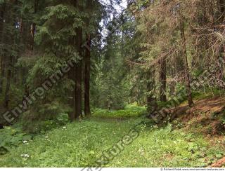 Photo Reference of Background Forest