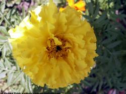 Photo Texture of Flowers