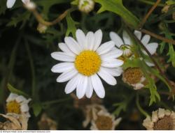 Photo Texture of Flowers