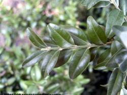 Photo Texture of Leaves