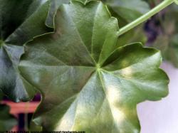 Photo Texture of Leaves