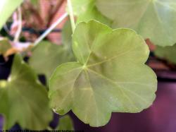 Photo Texture of Leaves