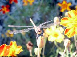 Photo Textures of Flowers