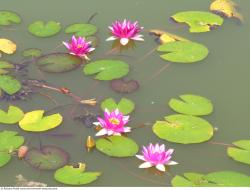 Photo Textures of Waterplants