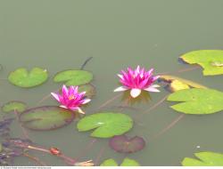 Photo Textures of Waterplants