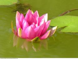 Photo Textures of Waterplants