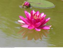 Photo Textures of Waterplants