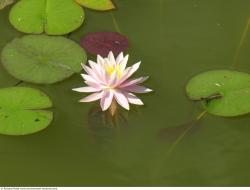 Photo Textures of Waterplants