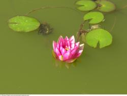 Photo Textures of Waterplants