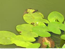 Photo Textures of Waterplants