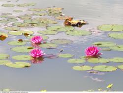 Photo Textures of Waterplants