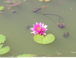 Photo Textures of Waterplants