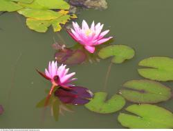 Photo Textures of Waterplants