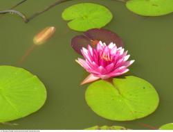 Photo Textures of Waterplants