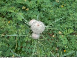 Photo Textures of Plant