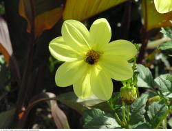 Photo Textures of Flowers