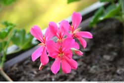 Photo Textures of Flowers