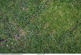Photo Texture of Grass
