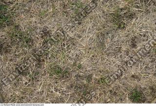 Photo Texture of Grass Dead